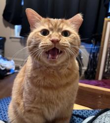 Reunited Male Cat last seen 64th and Kedzie, Chicago, IL 60629