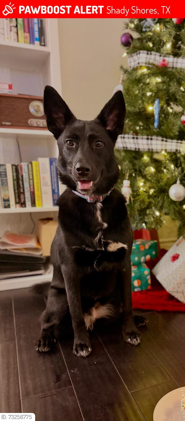 Lost Female Dog last seen Near Shell Dr., Denton, TX 76208, Shady Shores, TX 76208