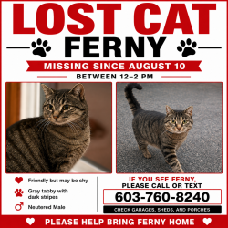Lost Male Cat last seen Close to Amazon warehouse, Hooksett, NH 03106