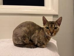 Found/Stray Male Cat last seen Bakery lofts, Emeryville, CA 94608