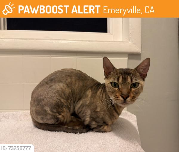 Found/Stray Male Cat last seen Bakery lofts, Emeryville, CA 94608