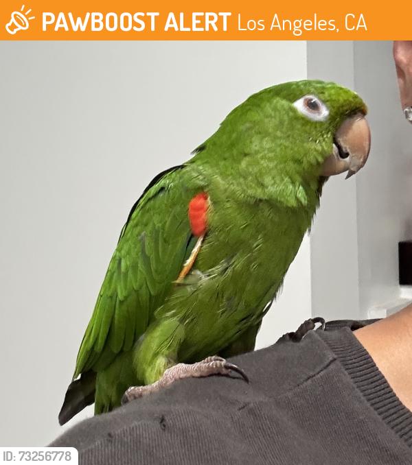 Found/Stray Unknown Bird last seen 5th and 15th, Los Angeles, CA 90019