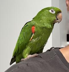 Found/Stray Unknown Bird last seen 5th and 15th, Los Angeles, CA 90019