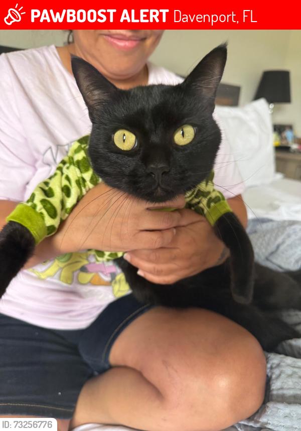Lost Male Cat last seen Davenport, Davenport, FL 33897