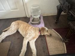 Reunited Female Dog last seen Ensenada st, Aurora, CO 80011
