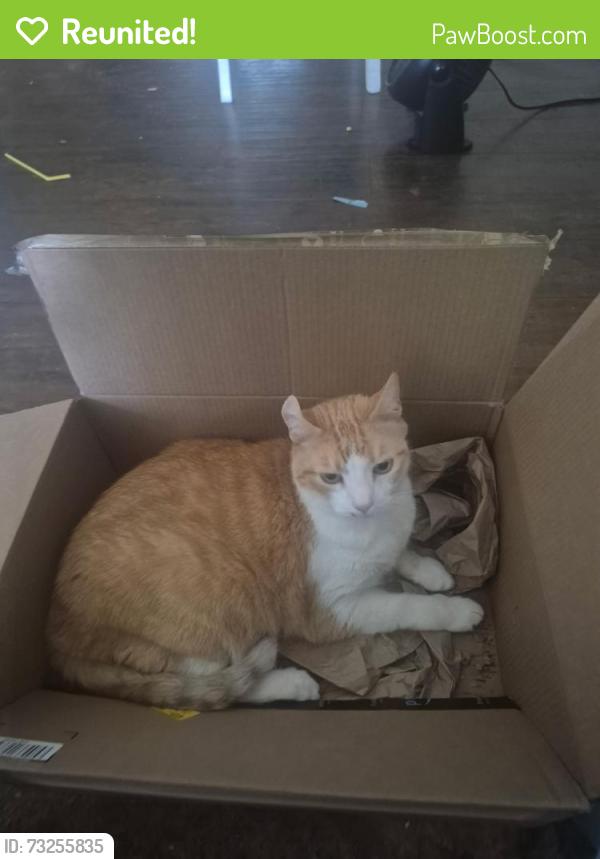 Reunited Male Cat last seen Sunridge Dr and Brookdale Ln, Sowers middle school, Huntington Beach, CA 92646