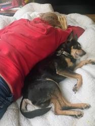 Lost Male Dog last seen Ne 80th Oregon St, Portland, OR 97220