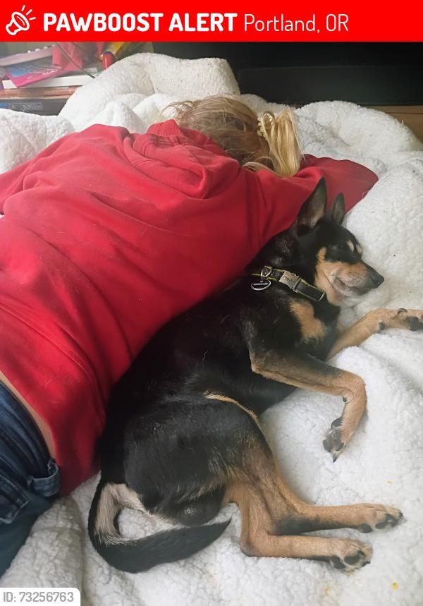 Lost Male Dog last seen Ne 80th Oregon St, Portland, OR 97220