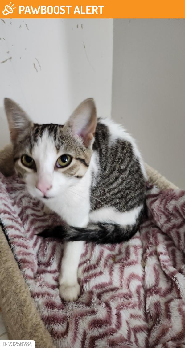 Found/Stray Female Cat last seen Woodbine Avenue and Slater's Road, Whitchurch-Stouffville, ON L4A 2C9