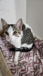 Found/Stray Female Cat last seen Woodbine Avenue and Slater's Road, Whitchurch-Stouffville, ON L4A 2C9