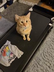 Reunited Male Cat last seen Horizon Dr, Edison, NJ, USA, Edison, NJ 08837