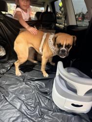 Found/Stray Female Dog last seen CVS parking lot in Whittier, Whittier, CA 90602