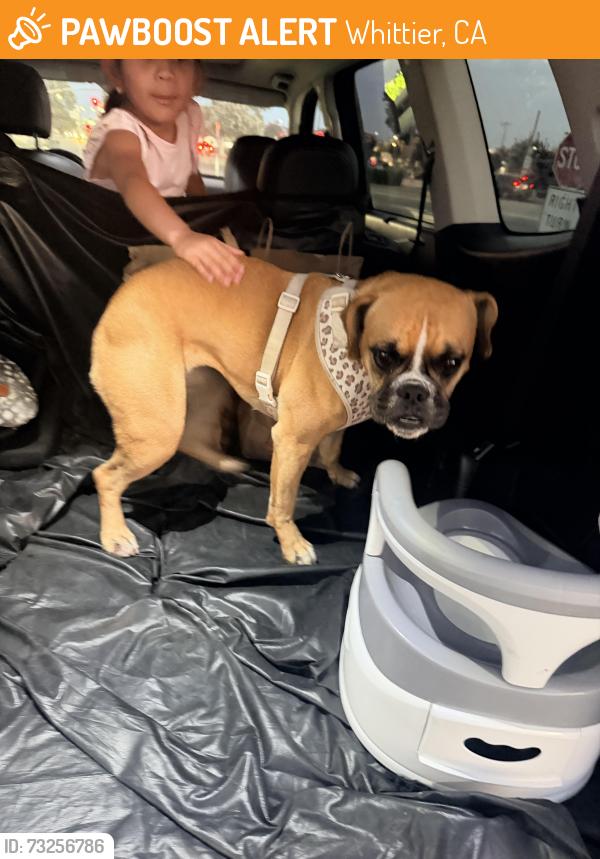 Found/Stray Female Dog last seen CVS parking lot in Whittier, Whittier, CA 90602