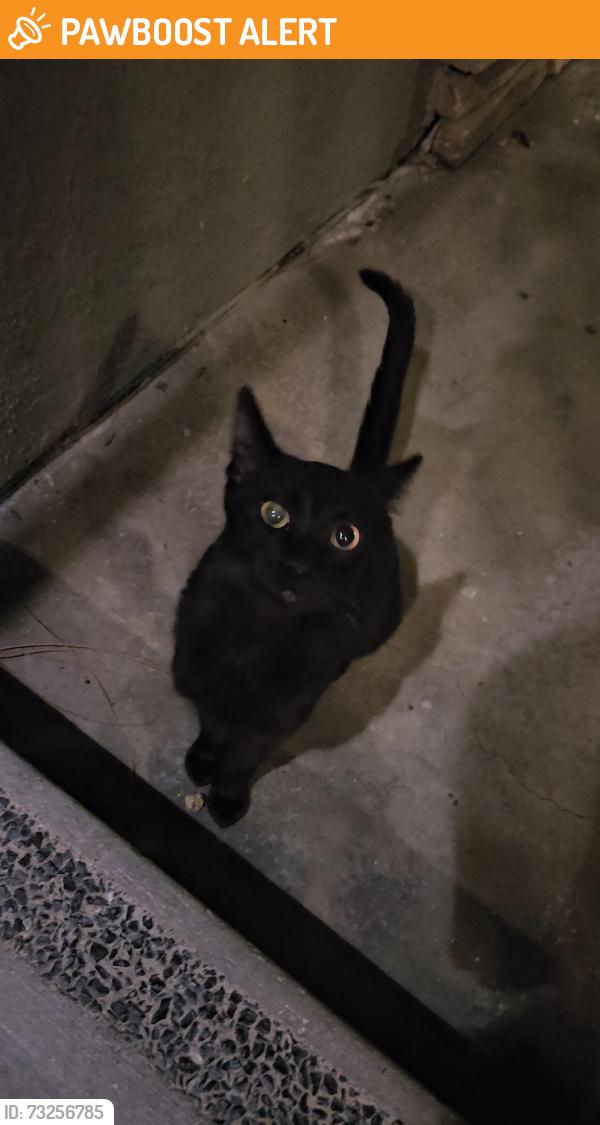 Found/Stray Unknown Cat last seen Camino Real apmts, Rancho Cucamonga, CA 91739
