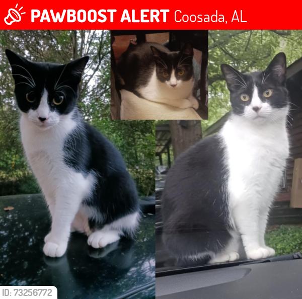 Lost Male Cat last seen Airport Rd, Coosada, AL, Coosada, AL 36020