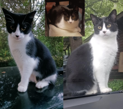 Lost Male Cat last seen Airport Rd, Coosada, AL, Coosada, AL 36020