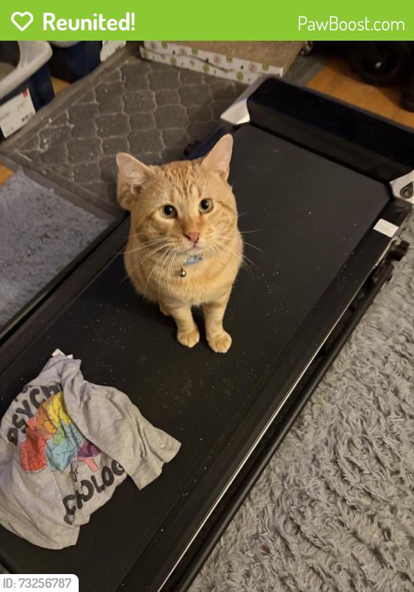 Reunited Male Cat last seen Horizon Dr, Edison, NJ, USA, Edison, NJ 08837