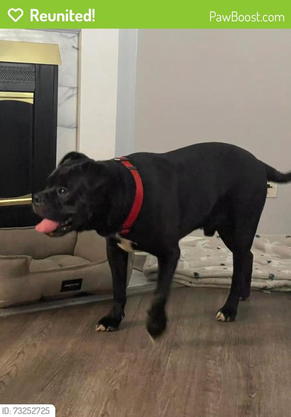 Reunited Male Dog last seen Murfreesboro pk,Hopson pike,pink hook dr, Nashville, TN 37013