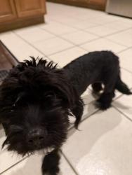 Found/Stray Female Dog last seen Champions View & Alta Vista, Fort Worth, TX 76244