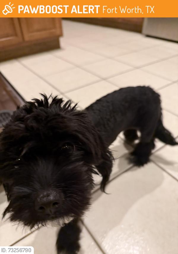 Found/Stray Female Dog last seen Champions View & Alta Vista, Fort Worth, TX 76244