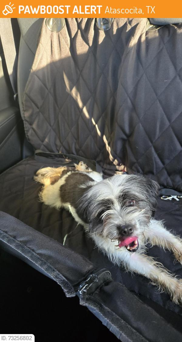 Found/Stray Female Dog last seen Farmingham, Atascocita, TX 77346