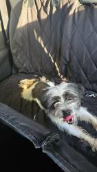 Found/Stray Female Dog last seen Farmingham, Atascocita, TX 77346