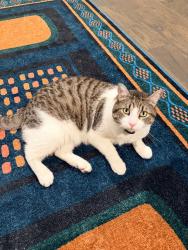 Lost Male Cat last seen Westgreen between kingsland and highland knolls, Katy, TX 77450
