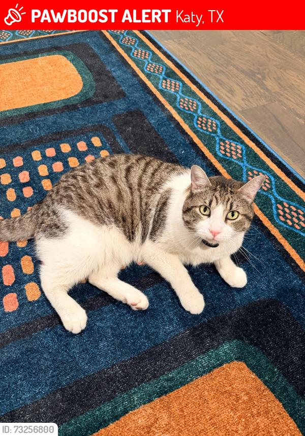 Lost Male Cat last seen Westgreen between kingsland and highland knolls, Katy, TX 77450