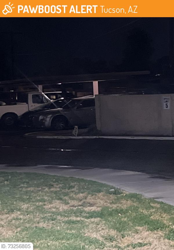 Found/Stray Unknown Dog last seen 29th st, somerset apmts, Tucson, AZ 85711