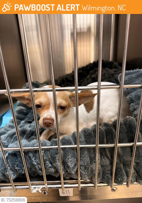 Found/Stray Female Dog last seen New Hanover animal control has info, Wilmington, NC 28403