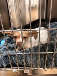 Found/Stray Female Dog last seen New Hanover animal control has info, Wilmington, NC 28403