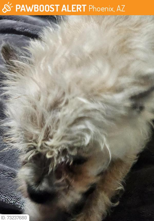 Found/Stray Female Dog last seen 19th ave bell rd, Phoenix, AZ 85023