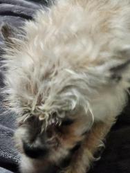 Found/Stray Female Dog last seen 19th ave bell rd, Phoenix, AZ 85023