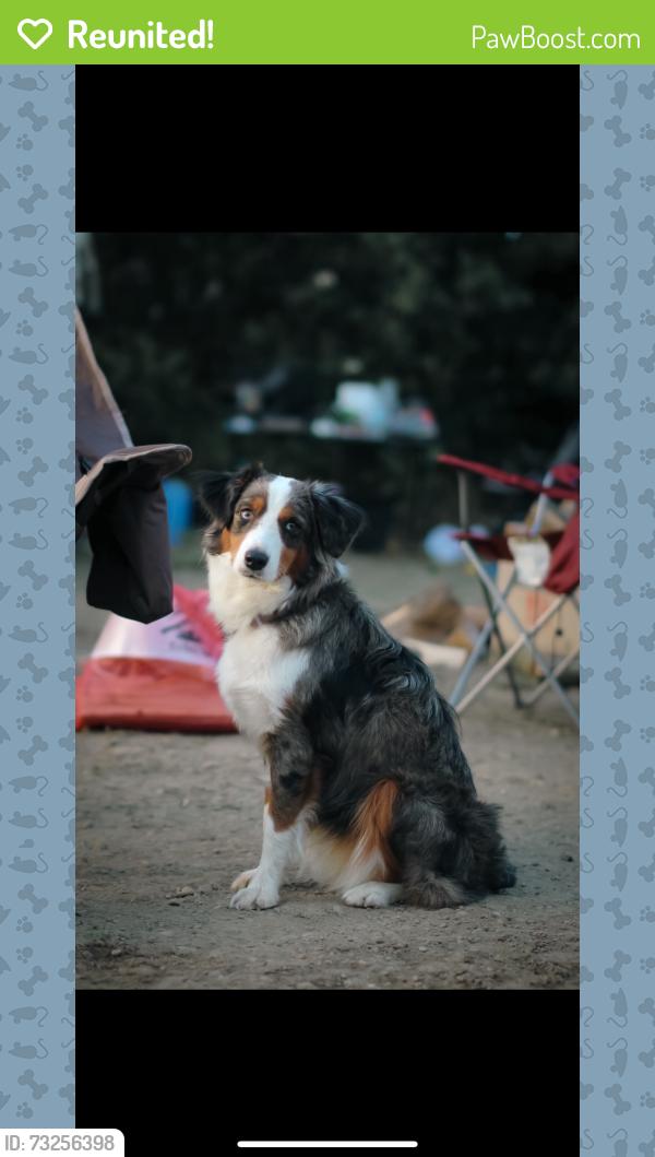 Reunited Female Dog last seen Walerga road and hillsdale oaks, Foothill Farms, CA 95842