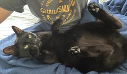 Reunited Male Cat last seen Brookhaven and Purdy, Placentia, CA 92870