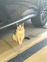 Found/Stray Unknown Cat last seen Near St Biscayne Blv Aventura Fl 33181, Aventura, FL 33180