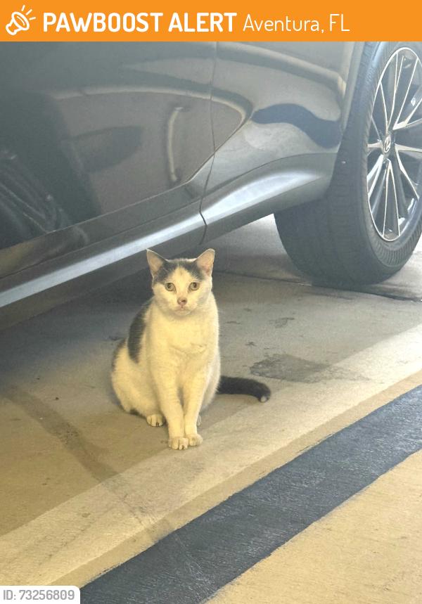 Found/Stray Unknown Cat last seen Near St Biscayne Blv Aventura Fl 33181, Aventura, FL 33180