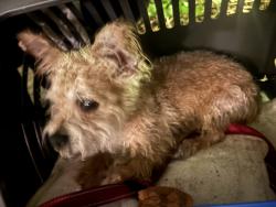 Reunited Male Dog last seen Near universal studios Orlando, Orlando, FL 32819