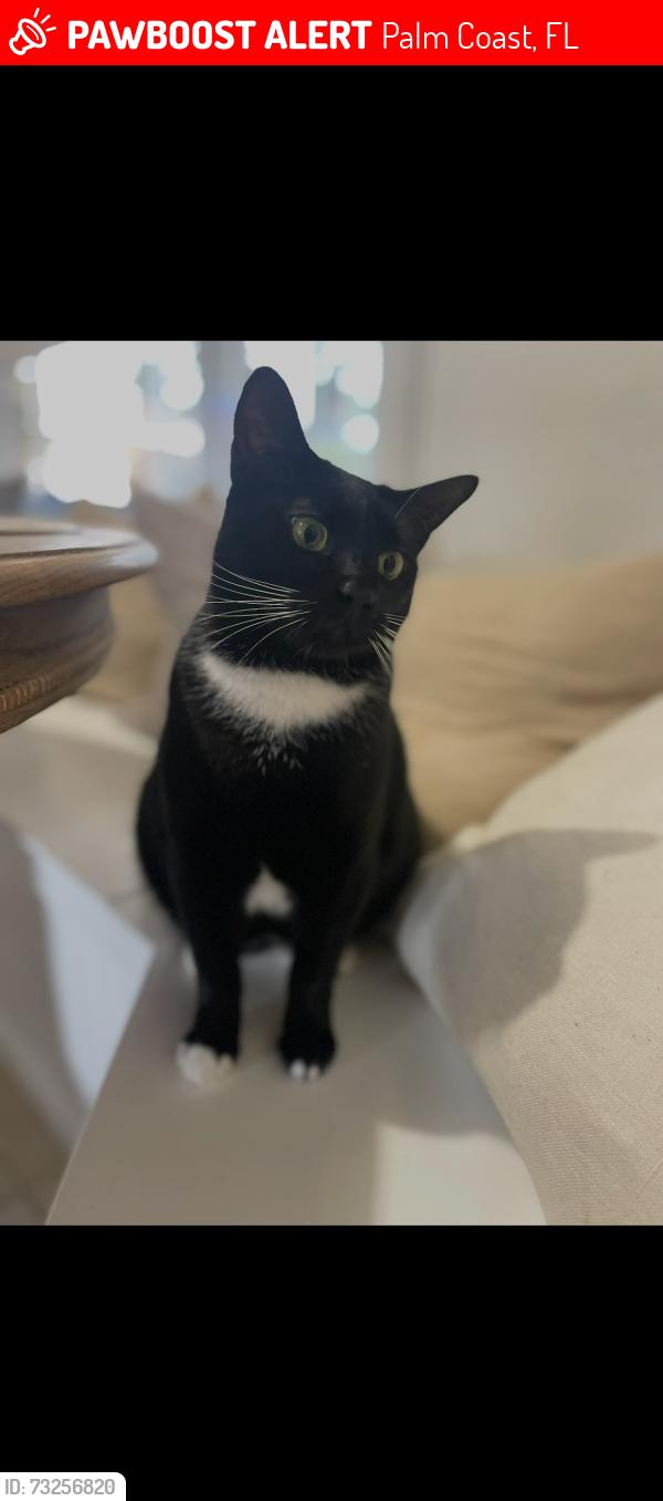Lost Female Cat last seen Freneau Lane, Palm Coast, FL 32137
