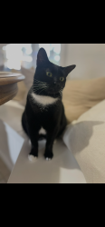 Lost Female Cat last seen Freneau Lane, Palm Coast, FL 32137