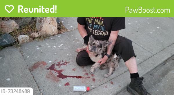 Reunited Male Dog last seen Near Cypress Ave, San Pablo CA, San Pablo, CA 94806
