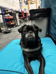Reunited Male Dog last seen 44th & Olympia, Kennewick, WA 99337