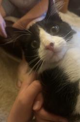 Reunited Male Cat last seen Loma Alta, San Marcos, CA 92069