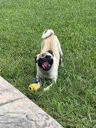 Reunited Male Dog last seen Blackhawk st, Houston, TX 77075
