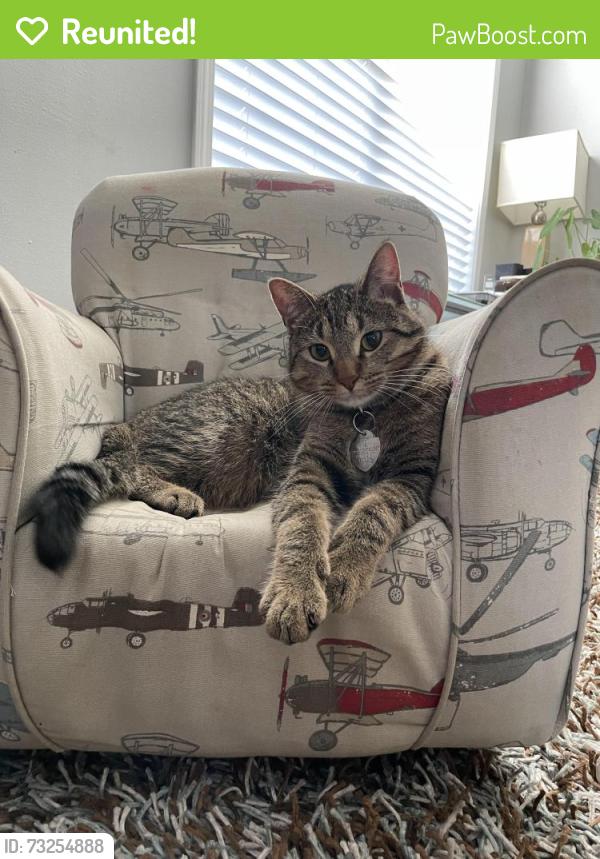 Reunited Male Cat last seen Fairfeild, Cypress, TX 77433