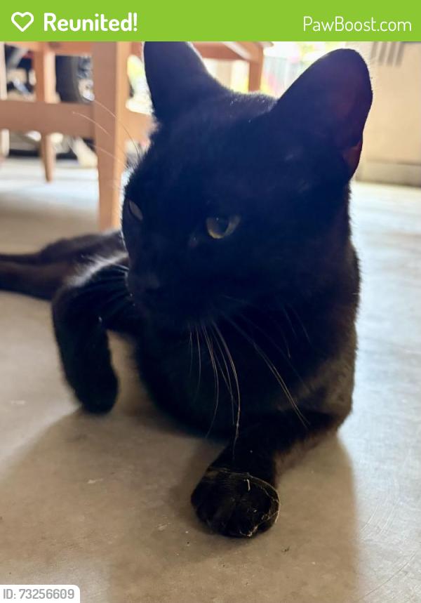 Reunited Unknown Cat last seen Tum Suden Way and California Way Emerald Hills CA, Woodside, CA 94062