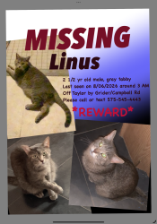 Lost Male Cat last seen Off Taylor by Grider/Campbell rd, Las Cruces, NM 88007