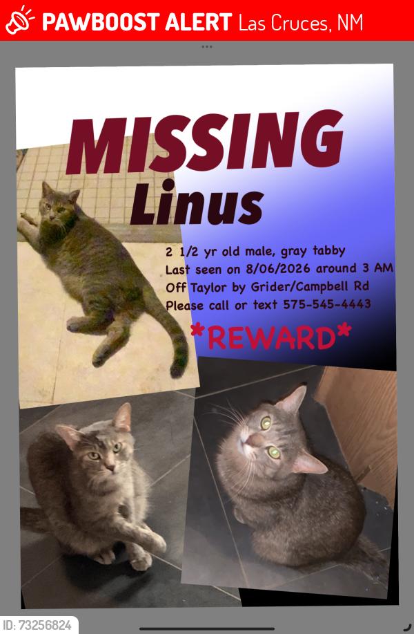 Lost Male Cat last seen Off Taylor by Grider/Campbell rd, Las Cruces, NM 88007