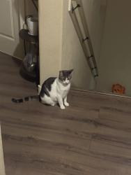 Lost Female Cat last seen idk, El Paso, TX 79912