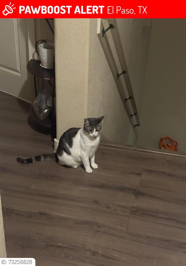 Lost Female Cat last seen idk, El Paso, TX 79912